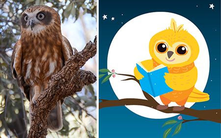 Boobook owl photo and illustration side by side