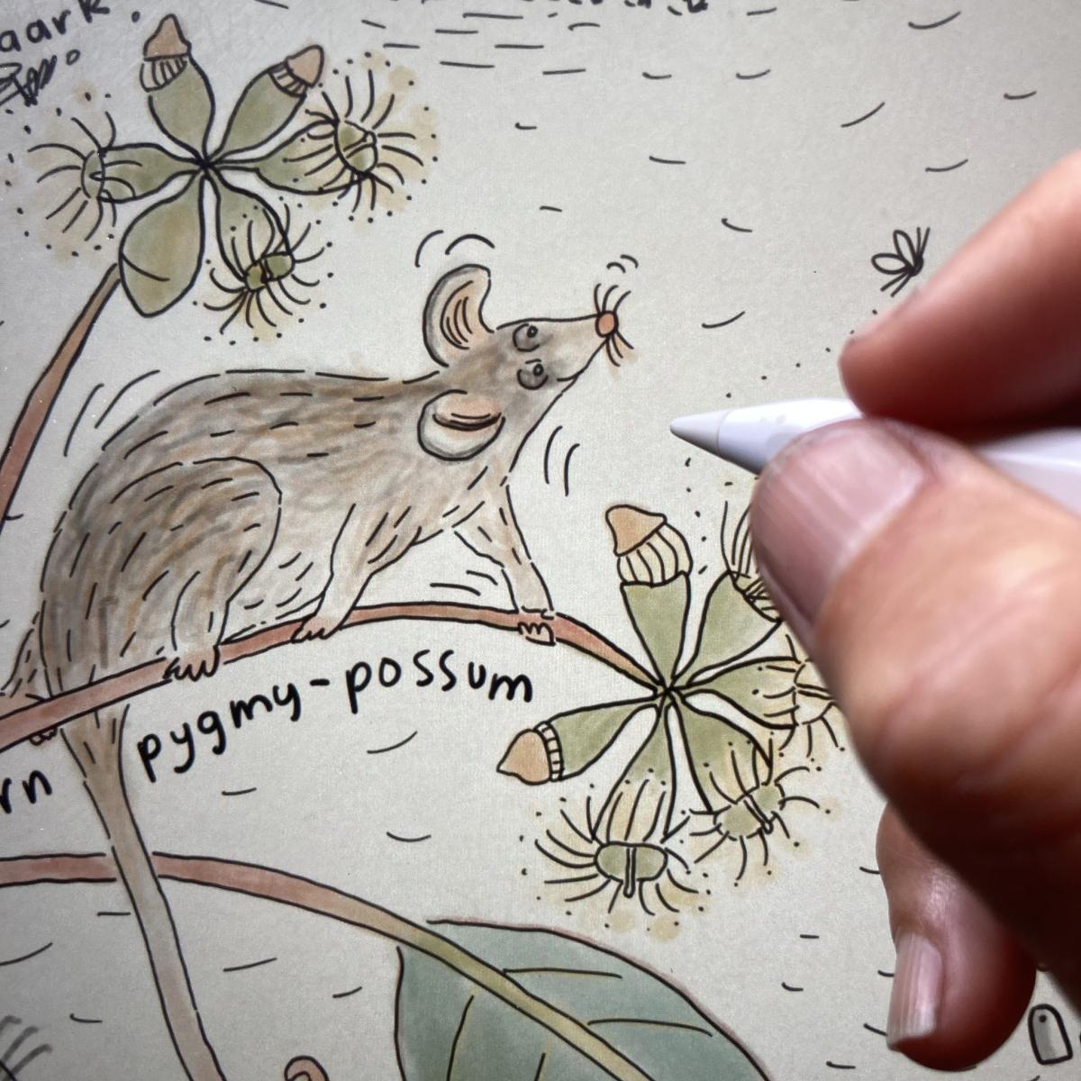 Southern Pygmy Possum - Trace Balla. From Leaflight, Allen & Unwin 